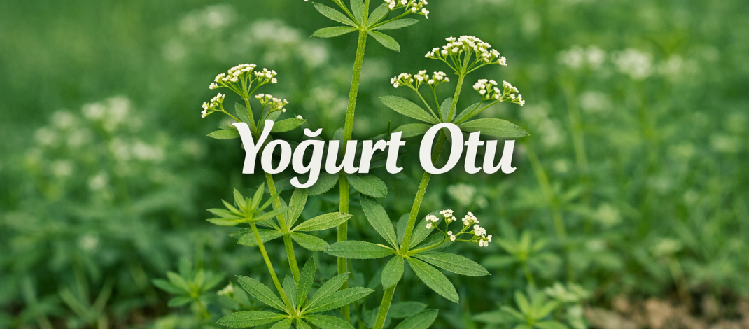 Doğanın Gizli Şifası: Yoğurt Otu