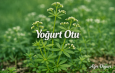 Doğanın Gizli Şifası: Yoğurt Otu
