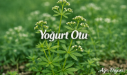 Doğanın Gizli Şifası: Yoğurt Otu